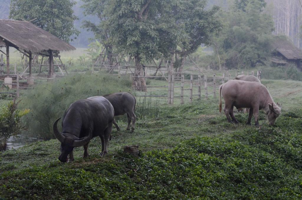 Pa Sak Tong Otel Chiang Rai Dış mekan fotoğraf