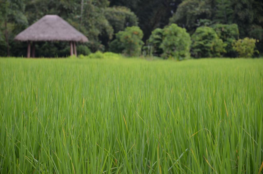 Pa Sak Tong Otel Chiang Rai Dış mekan fotoğraf